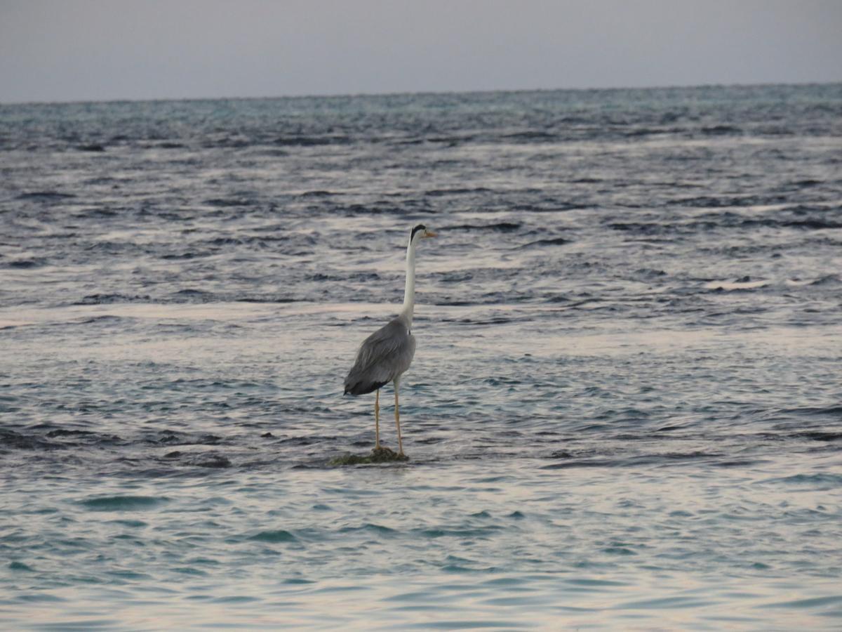Golhaa View Inn By Tes Thulusdhoo Dış mekan fotoğraf