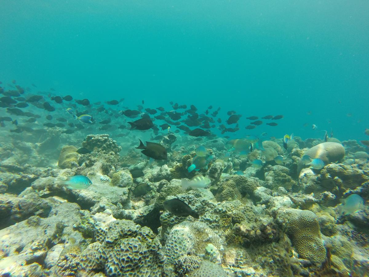 Golhaa View Inn By Tes Thulusdhoo Dış mekan fotoğraf